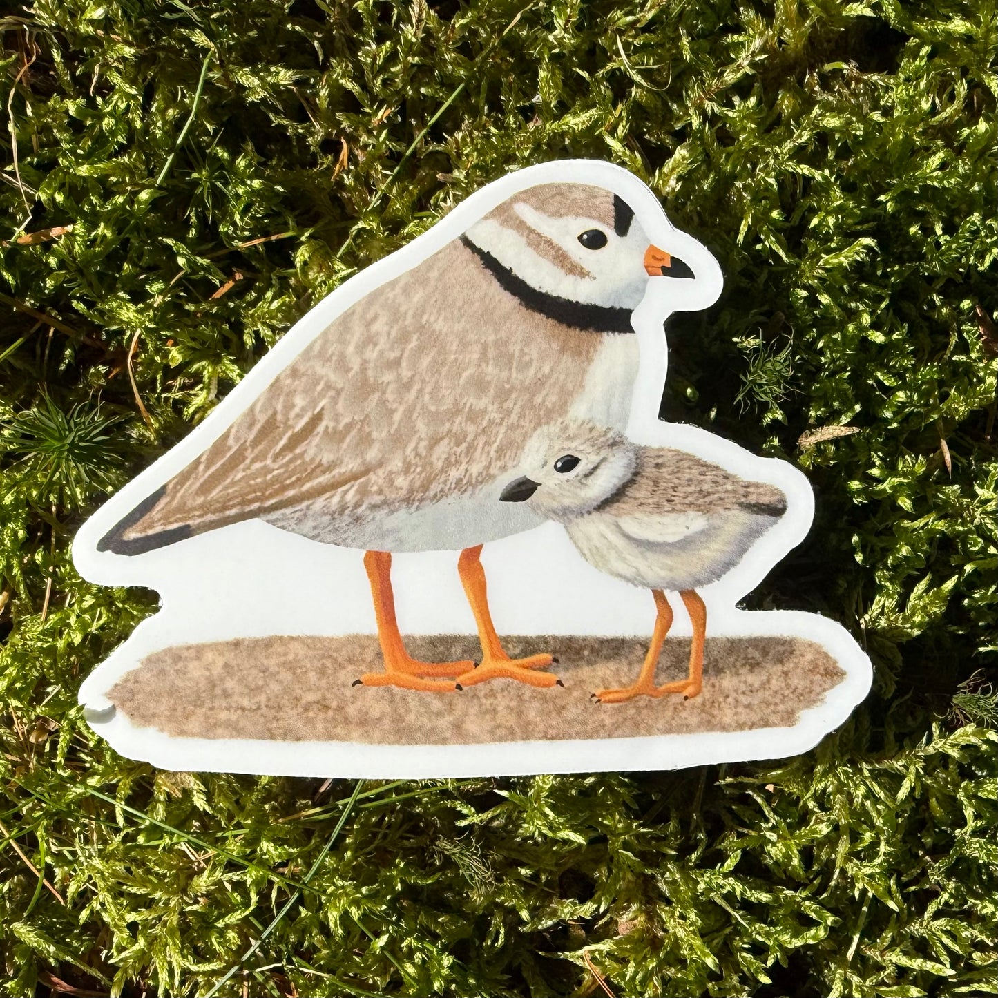 Piping Plover Vinyl Sticker