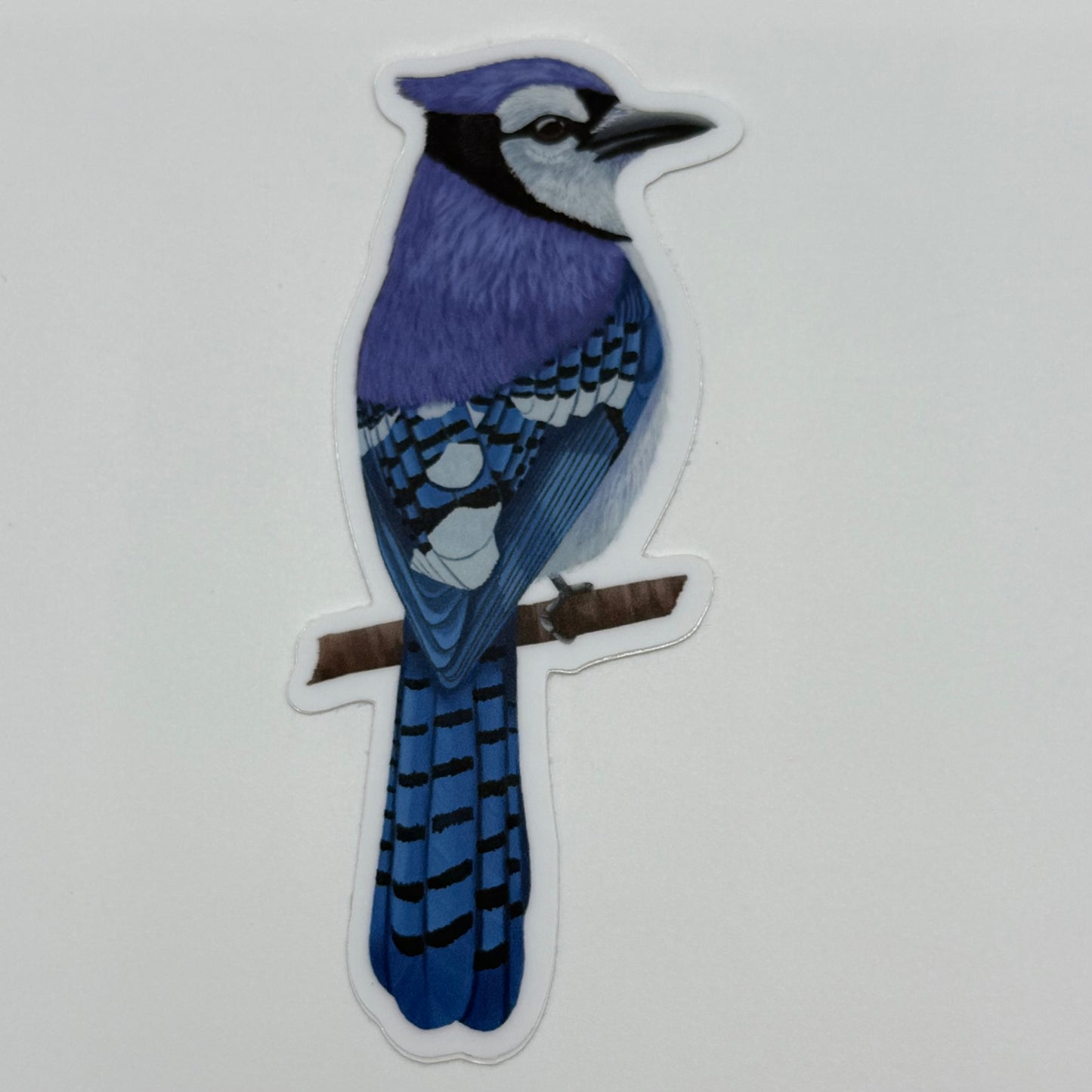 Blue jay Vinyl Sticker