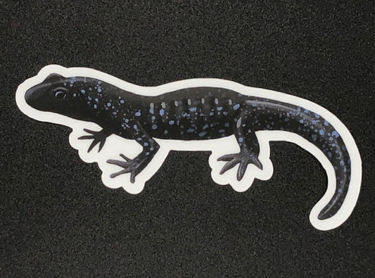 Blue Spotted Salamander Vinyl Sticker