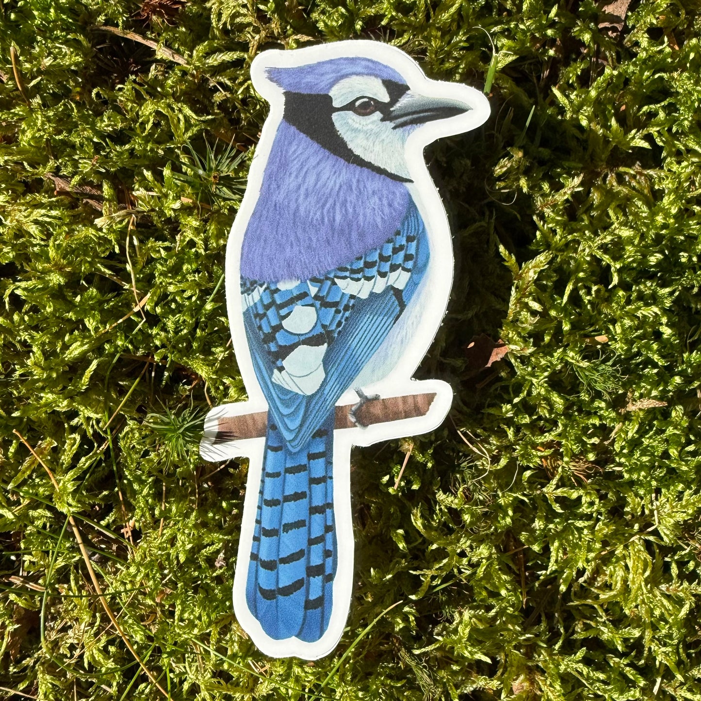 Blue jay Vinyl Sticker