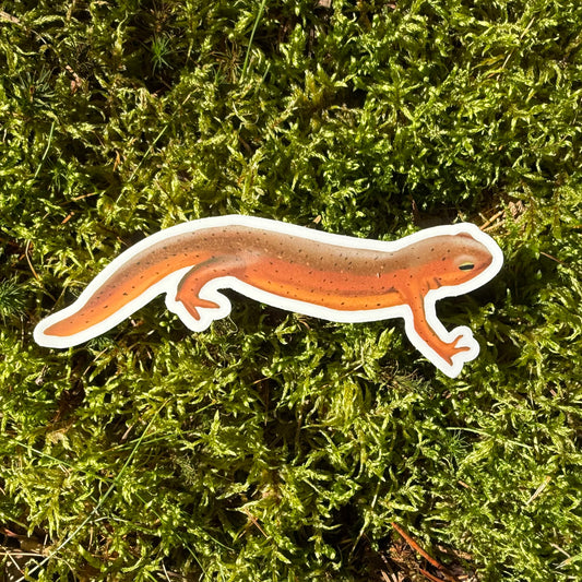 Red Eft Newt Vinyl Sticker