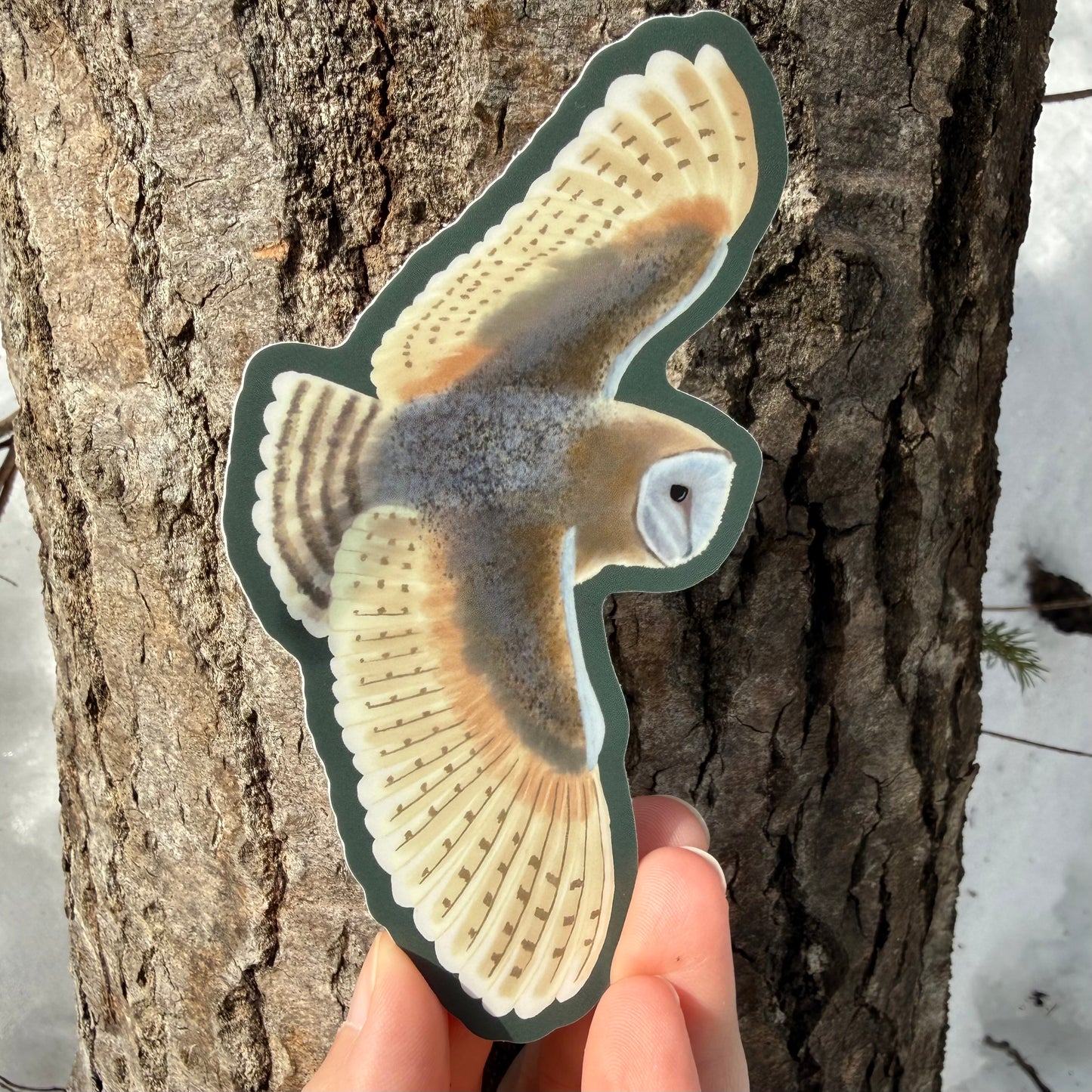 Barn Owl Vinyl Sticker